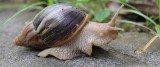 african-snail-header.jpg